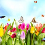 butterflies and tulips