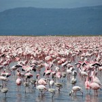A flamingo field at Lake Nakuru
