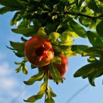 pomegranate tree